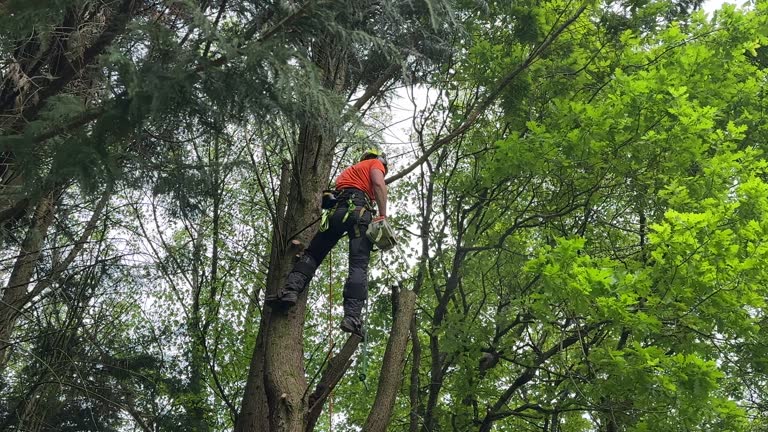 Why Choose Our Tree Removal Services in Ho Ho Kus, NJ?